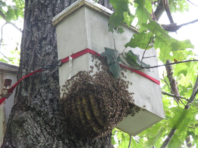 Ep. 142 How to Be a Natural Beekeeper